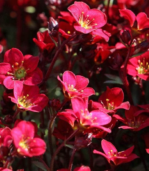 Saxifraga arendsii 'Purpurmantel'